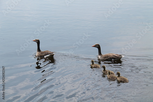 Four Baby Goslings with their Parent Greylag Geese.