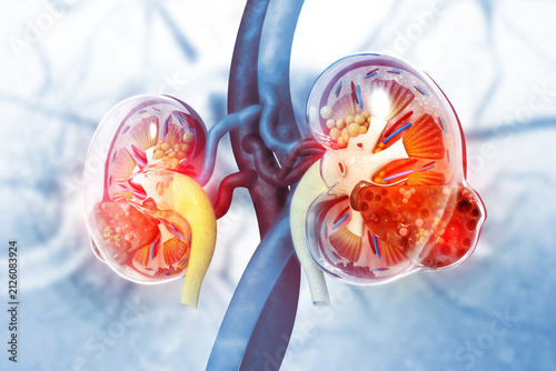 Human kidney medical diagram with a cross section, inner organ with arteries and adrenal gland, 3d illustration