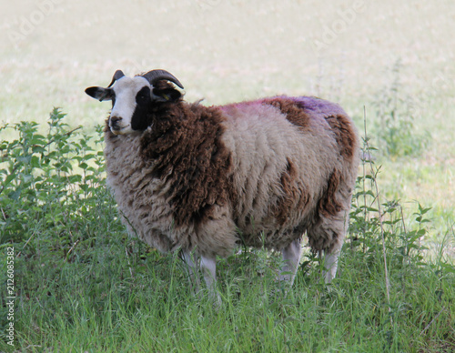 A Brown and White Farm Sheep in a Meadow Field.