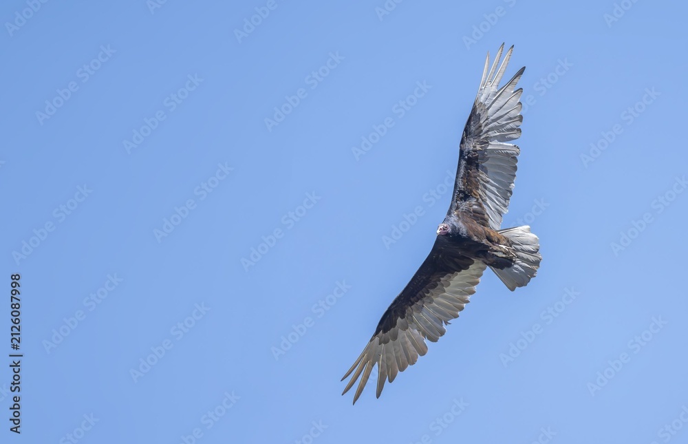 Obraz premium Turkey vulture in flight!