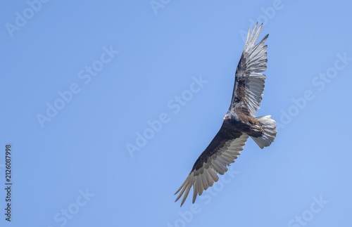 Turkey vulture in flight!