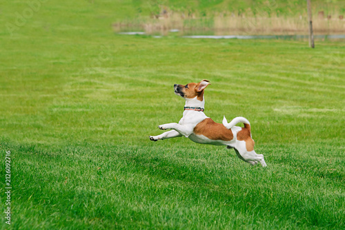 Photography Active pet dog sprinting and jumping over green lawn in open park, energetic can