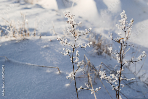 Konstfotografi Close-up of dry plant stems covered in frost crystals against a soft snow background