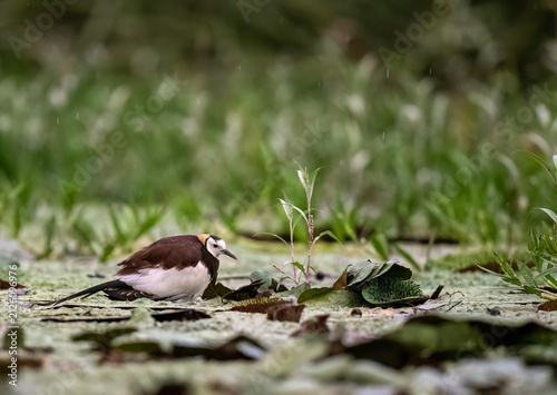 Konstfotografi A striking wild Pheasant-tailed Jacana captured in its native element, showcasing incredible survival instincts as it holds its chicks tight under its wings in the rain