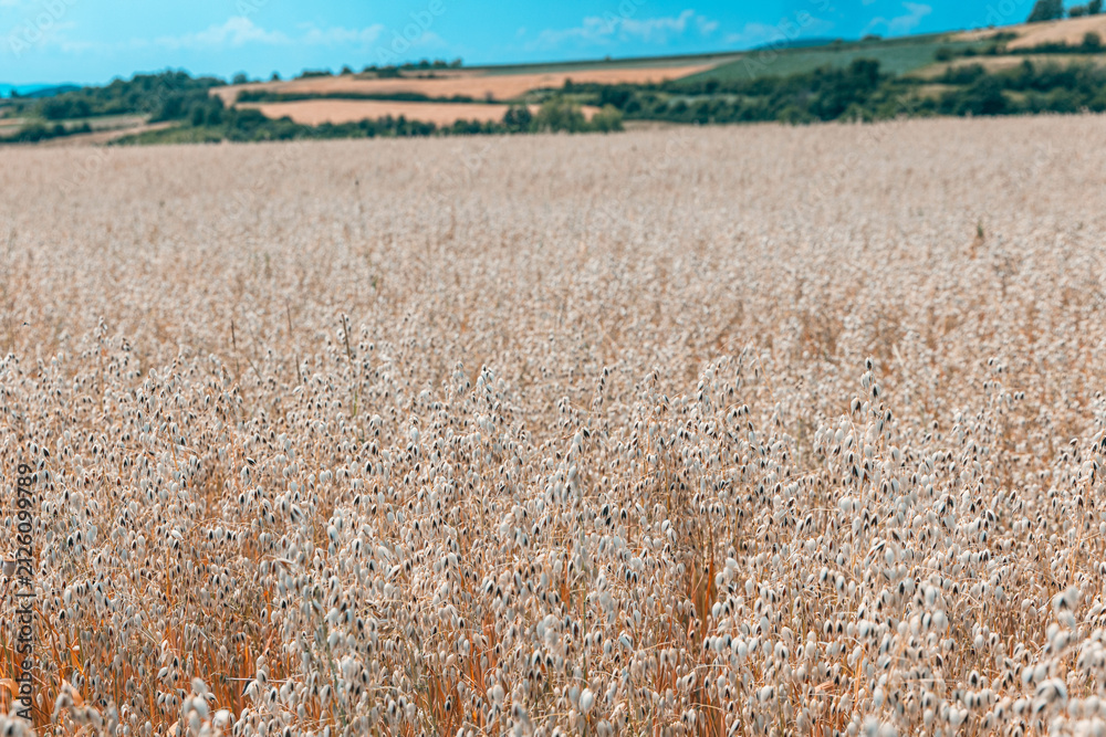 Obraz premium Close-up foreground framing of ripening oat field stretching toward rolling hills under summer blue sky. Agriculture concept.