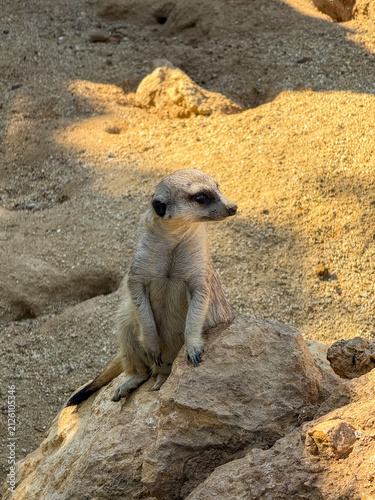 Fotografie suricata