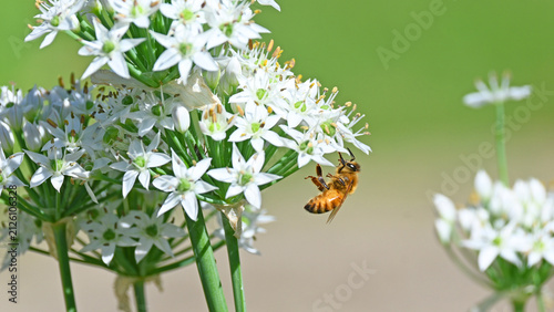 Honey bee on flowers