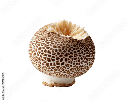Calvatia Gigantea Mushroom: A Giant Puffball mushroom, scientifically known as Calvatia Gigantea, showcases its unique spherical shape with a distinct reticulated pattern and a fluffy crown.