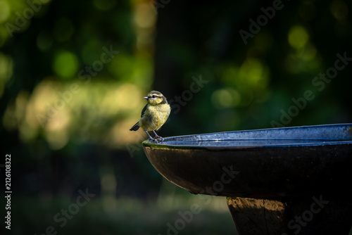 A juvenile blue tit perched on the edge of a bird bath in summer time