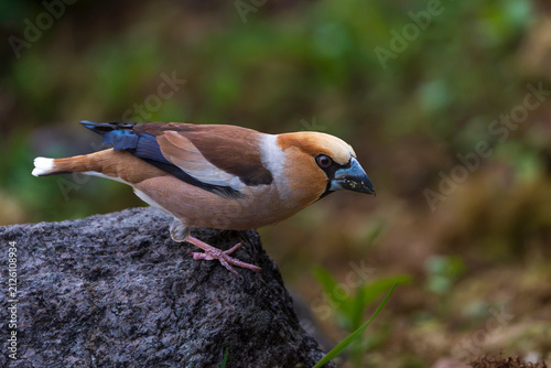 Bild auf Leinwand Hawfinch (Coccothraustes coccothraustes)