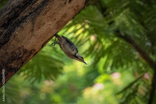 Close-up action shot of a black and white spotted woodpecker climbing a large wooden branch in a tropical forest