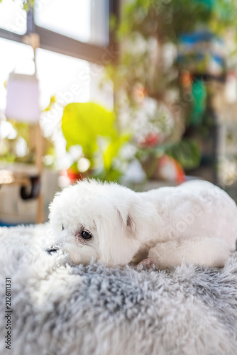 Bild auf Leinwand A small fluffy white puppy rests calmly on a soft plush mat in an indoor space with plants and a window in the background