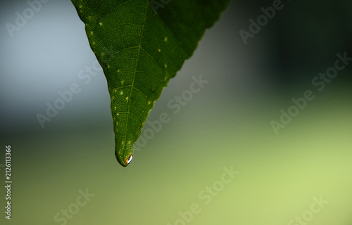 Fotografía Leaf Tip With Dew Drop Macro