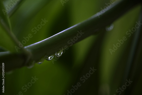 Fotografía Rain Drops on Green Stem Close Up