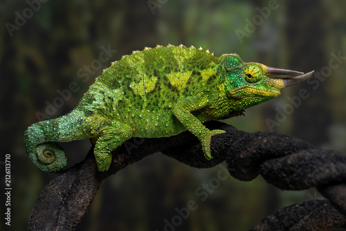 The Jackson's chameleon (Trioceros jacksonii) is a distinctive arboreal reptile native to East Africa.
