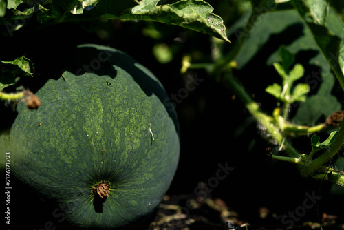 Green watermelon growing on vine in garden with lush leaves and soil background