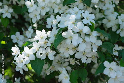 Blossoming apple tree flowers in spring sunshine