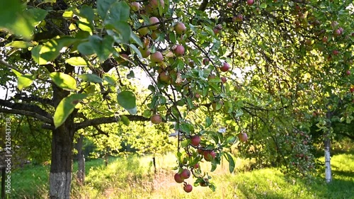 Sun shining through greenery foliage in garden of red apples. Summer harvest of ripe fruits in sunlight. Gardening and agriculture concept.