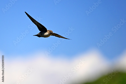 Canvastavla Felsenschwalbe // Eurasian crag martin (Ptyonoprogne rupestris) - Nationalpark M