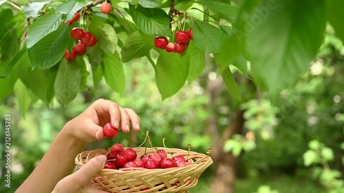 Female hands is picking cherries from the tree to basket. Summer harvest of cherry garden. Harvest cherries
