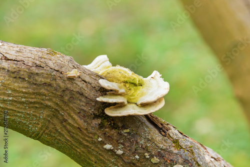 Konstfotografi Wild bracket fungus growing on a tree branch in a forest ecosystem, illustrating organic decomposition, plant pathology, forest biodiversity, and wood-decaying organism studies