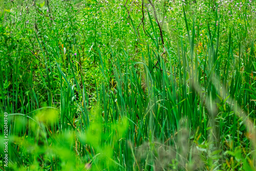 фотографія Dense green marsh vegetation with tall reeds and wild grasses growing in a natural wetland environment