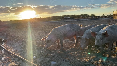 Free-Range Young Pigs Foraging at Sunset in Suffolk, UK