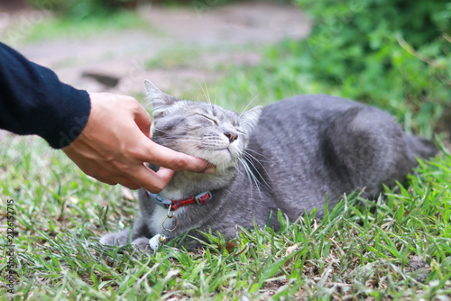 Close-up of a human hand gently petting a happy grey tabby cat under the chin on a green grass lawn.