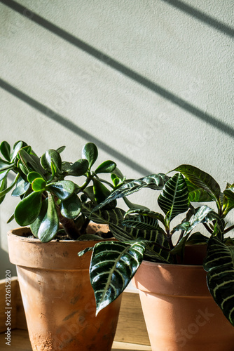 plant in a pot