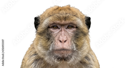 Canvastavla Close-up portrait of a Barbary macaque monkey looking directly at the camera