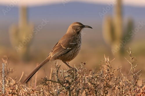 Curve-billed thrasher in arid scrubland with warm light and calm mood