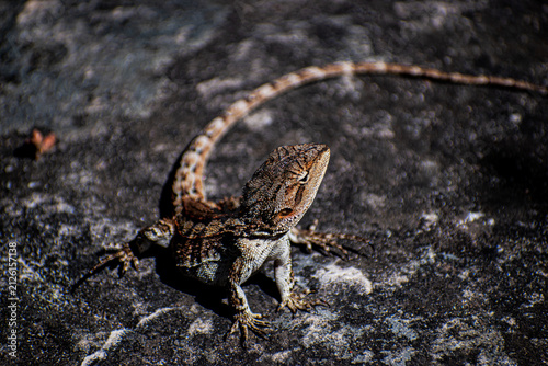 Australia has the highest diversity of lizards in the world, playing host to over 800 distinct species. These reptiles thrive across every imaginable habitat on the continent.