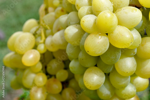  close-up of organically cultivated ripening grapes in the vineyard in summer day
