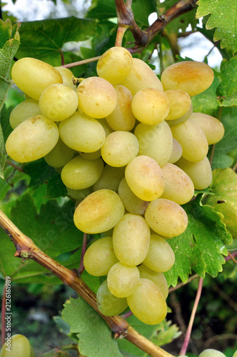  close-up of organically cultivated ripening grapes in the vineyard in summer day, vertical composition