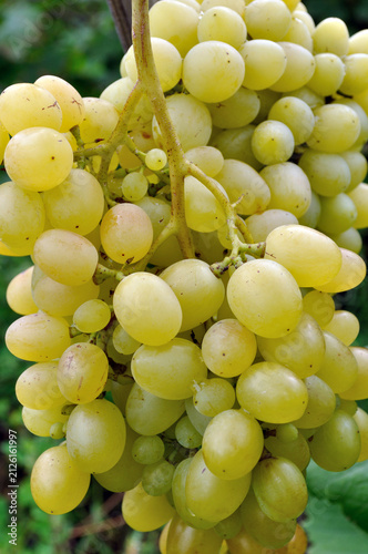  close-up of organically cultivated ripening grapes in the vineyard in summer day, vertical composition