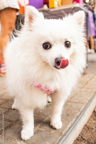 Cool dog. Small white spitz posing on a bright sunny day