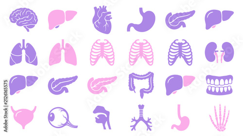 Human internal organs icon set, 24 medical anatomy vector illustrations, purple and pink flat biological symbols for healthcare infographics isolated on White Background halloween