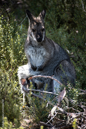 Kangaroos are iconic marsupials indigenous to Australia. They are famous for their signature hopping locomotion and specialized pouches used to carry their undeveloped young, called joeys.