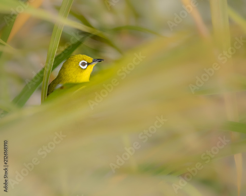 фотографія A white eye bird
