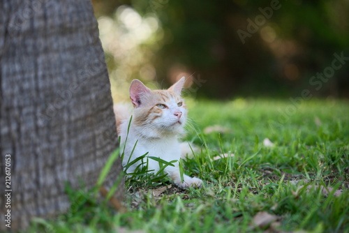 Fotografie Selective Focus Shot of a Ginger and White Stray Cat Peeking from Behind a Tree