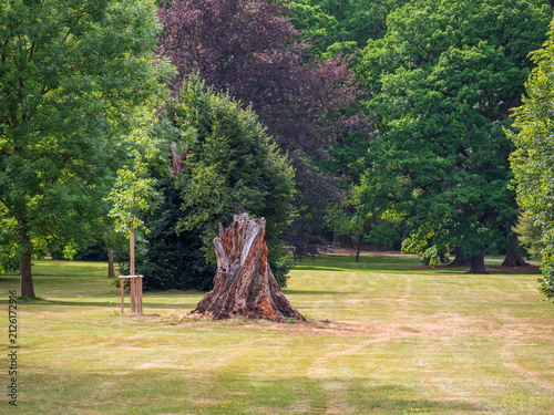 Cuadro en lienzo Young tree growing beside an old broken tree stump in a green park, symbolizing renewal, new life and the change of generations