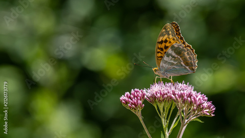 Kaisermantel, Schmetterling