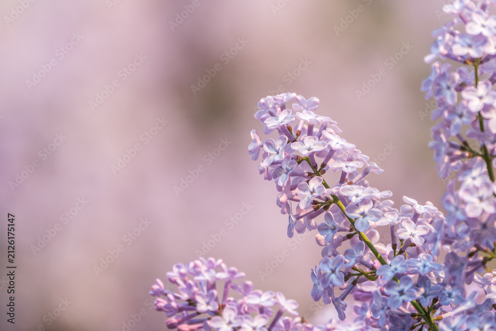 Obraz premium Pink Blooming Lilac Flowers in spring with blured background