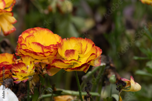 Bild auf Leinwand Vibrant Orange Persian Buttercups Blooming in a Spring