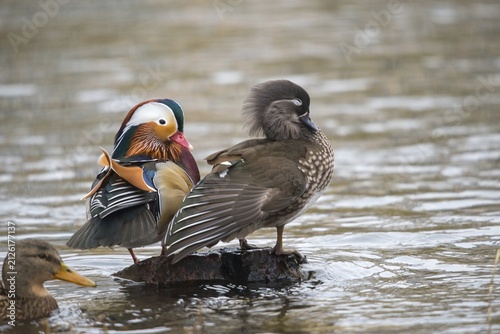 Aix galericulata, mandarin, mandarin duck, anatidae, bath, birds, ducks, ducks, ducks, ducks, male, birds, waterbirds, waterbirds