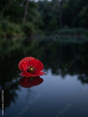 A vibrant red poppy flower floating on a calm dark water surface with a soft mirror reflection in a moody forest setting