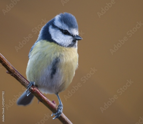 Blue tit, parus caeruleus, birds, tits, passeri, songbirds, songbirds, tits, birds