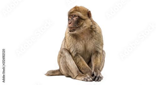 Cuadro en lienzo Barbary macaque monkey sitting calmly with fur detail and alert eyes