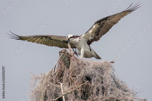 Female Osprey spreading her wings in nest