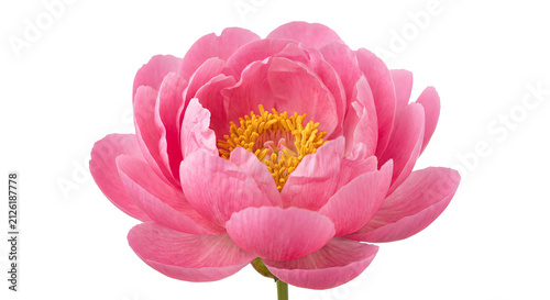 Foto Close-up of a vibrant pink peony flower with delicate petals and yellow stamens